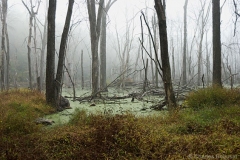 FOG-tourne-park-Swamp