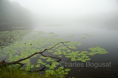 fog-lake-lilypads