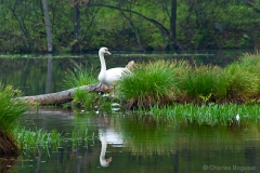 LAKE-swan-nest-nj