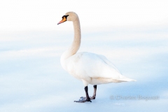 swan-whitemeadowlake